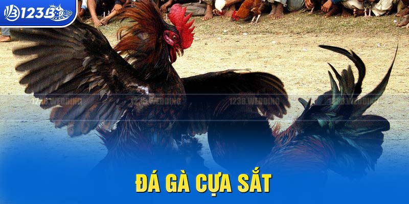 Đá gà cựa sắt đưa ra những pha tấn công hấp dẫn