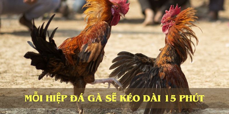 Mỗi hiệp đá gà sẽ kéo dài khoảng 15 phút