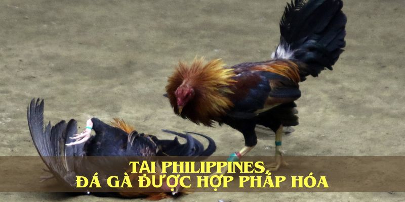 Tại Philippines, đá gà được hợp pháp hóa